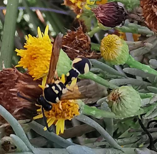 Eumenes sp.