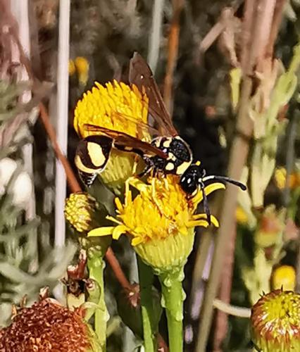 Eumenes sp.