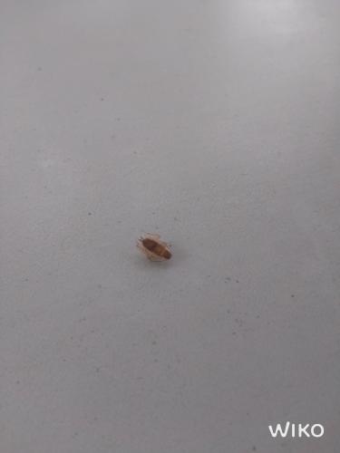 Ectobius sp.