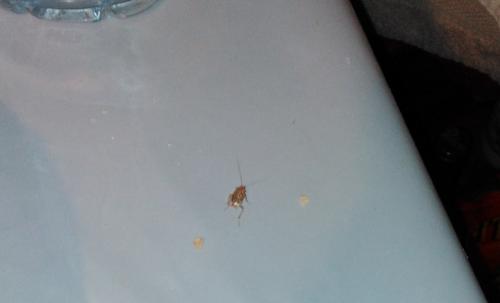 Ectobius sp.