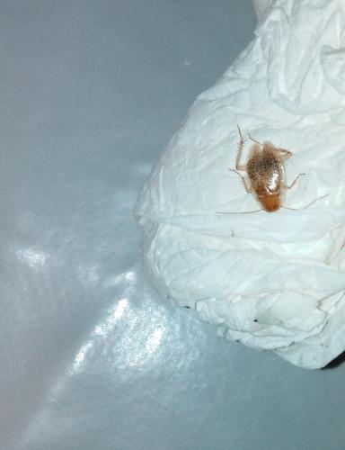 Ectobius sp.