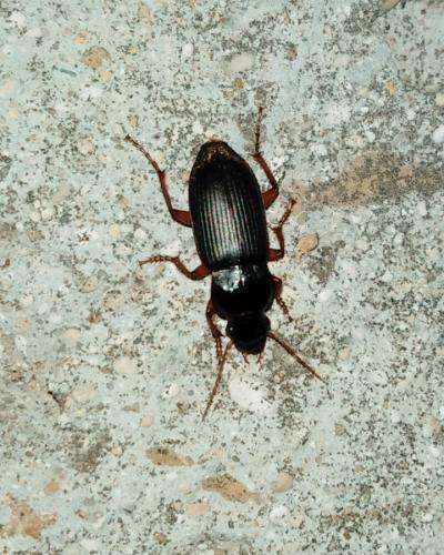 Pseudoophonus rufipes