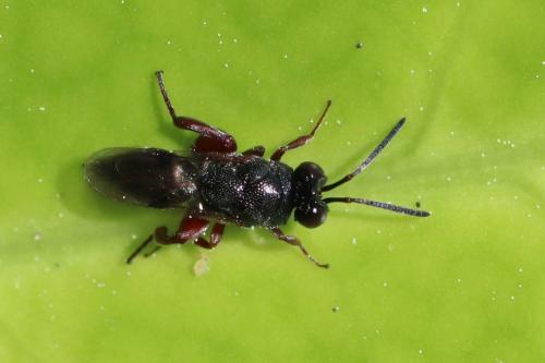 Réf. 265 251 : Antrocephalus hypsopygiae