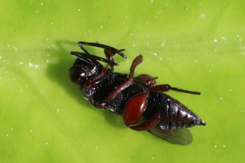 Réf. 265 252 : Antrocephalus hypsopygiae
