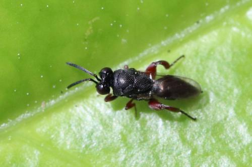 Réf. 265 253 : Antrocephalus hypsopygiae