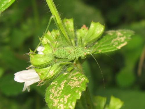 Phaneroptera sp.