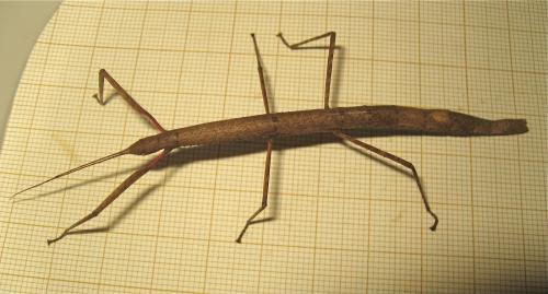 Carausius morosus