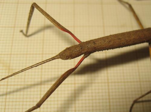 Carausius morosus