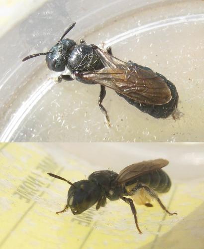 Ceratina sp.