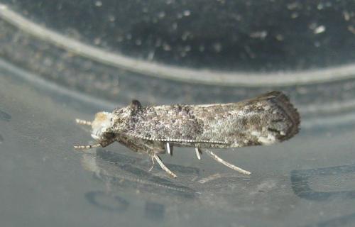 Paraswammerdamia nebulella