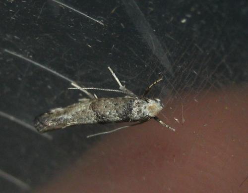 Paraswammerdamia nebulella