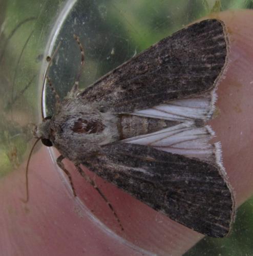 Réf. 265 031 : Agrotis segetum