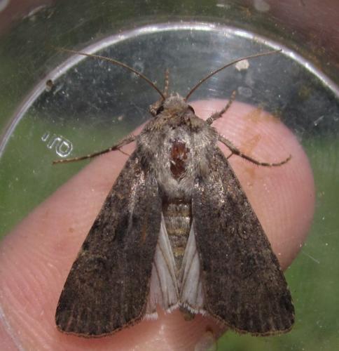 Réf. 265 033 : Agrotis segetum