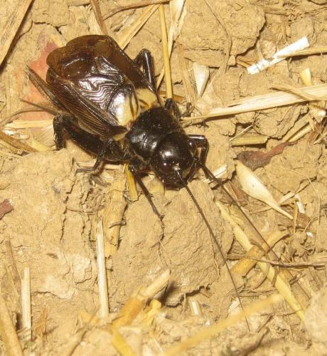 Gryllus bimaculatus