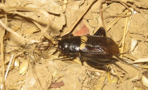 Gryllus bimaculatus