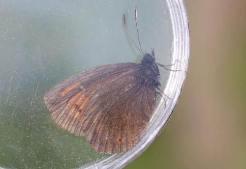 Erebia epiphron