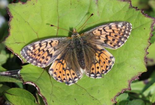 Réf. 265 842 : Boloria napaea