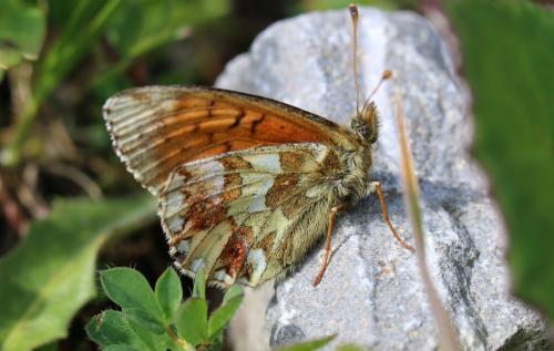 Boloria napaea
