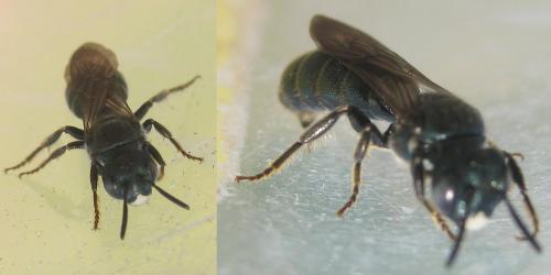 Ceratina sp.