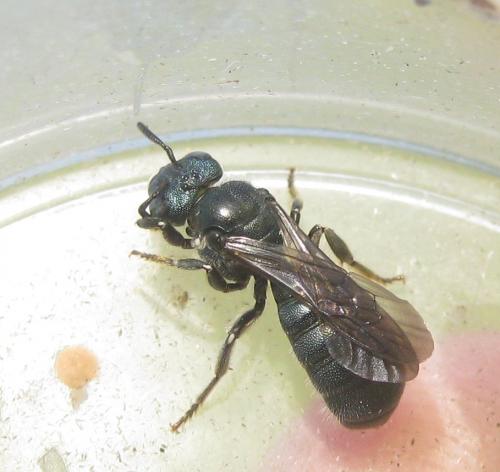 Ceratina sp.