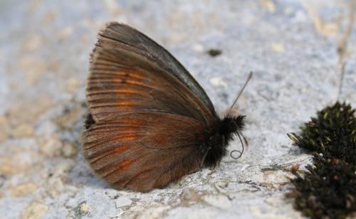 Erebia manto