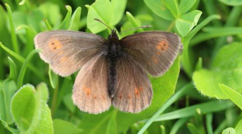 Erebia sp.