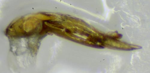 Philonthus dimidiatipennis