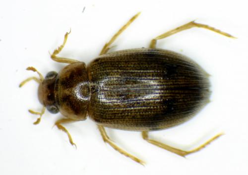 Berosus atlanticus