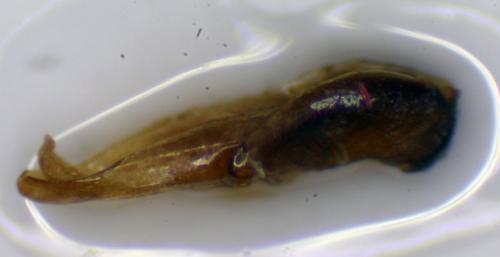Berosus atlanticus