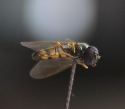 Melanostoma mellinum