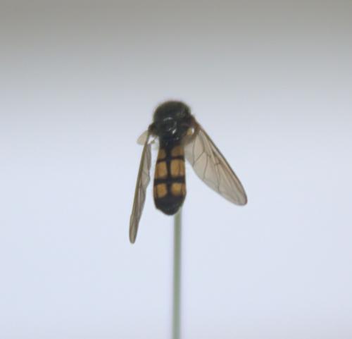 Melanostoma mellinum