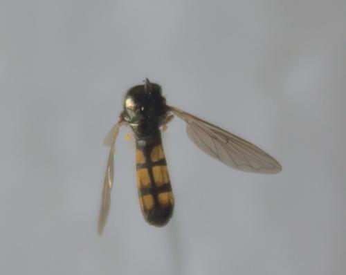 Melanostoma mellinum