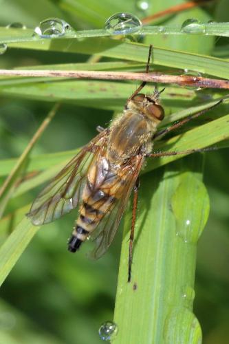 Thereva nobilitata