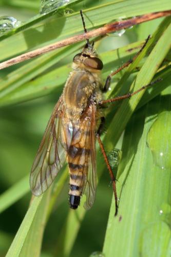 Thereva nobilitata