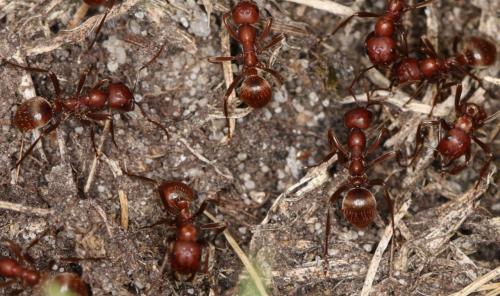 Réf. 265 364 : Polyergus rufescens