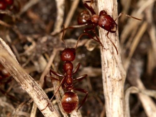 Réf. 265 363 : Polyergus rufescens