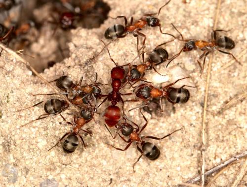 Réf. 265 366 : Formica (rufibarbis)