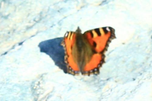 Aglais urticae
