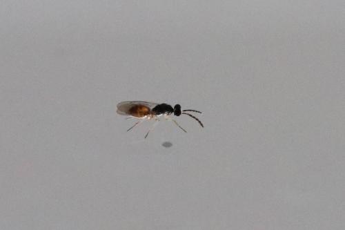 Réf. 265 308 : Pnigalio sp.