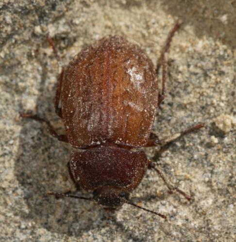 Asida sp.