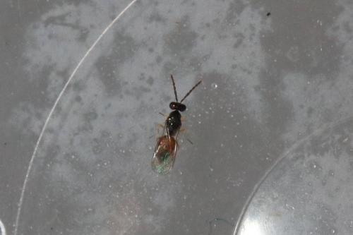 Réf. 265 310 : Pnigalio sp.