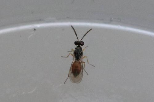 Réf. 265 311 : Pnigalio sp.