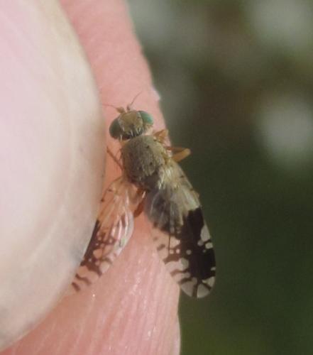 Réf. 265 393 : Tephritis divisa
