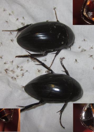 Hydrophilus pistaceus