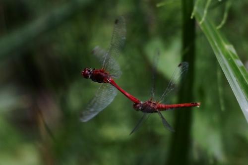 Sympetrum sanguineum
