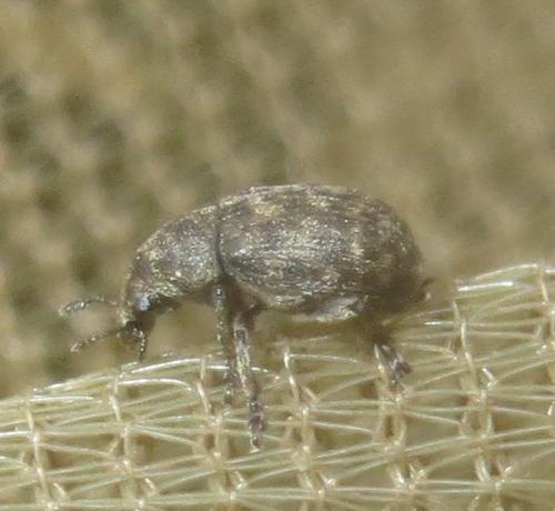 Anthribus nebulosus