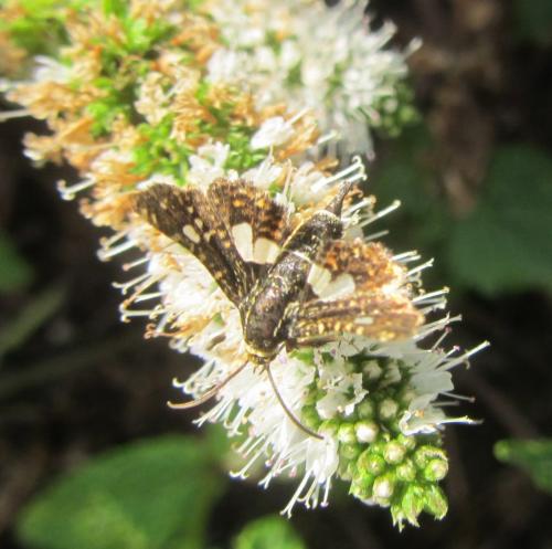 Thyris fenestrella