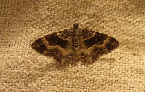 Réf. 265 527 : Epirrhoe alternata