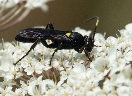 Réf. 265 845 : Ichneumon sarcitorius