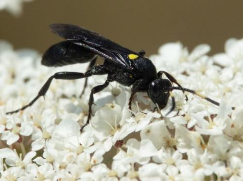 Réf. 265 847 : Ichneumon sarcitorius